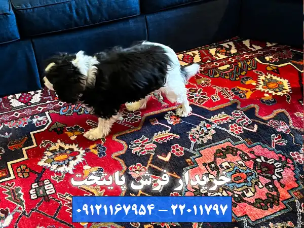 5 دلیل برای انتخاب تیم پایتخت به عنوان بهترین خریدار فرش وحیدیه